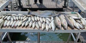 Big Bites and Better Weather: Live Bait Success with Guide Zach McClendon