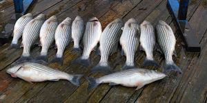 How To Get Your Lake Texoma Type 208 License