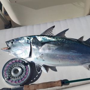 Fun Fishing After Virginia Anglers Club Trip