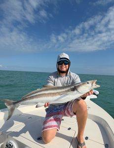 Cobia in the Everglades