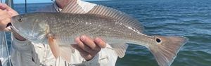 Redfish