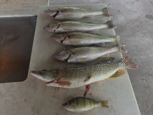 Walleye Are Shallow and Hitting—Book Now for This Week’s Final Bite Opportunity