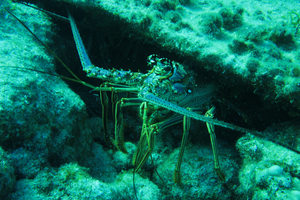 Key Largo Afternoon Dive: Sea Turtles and Lobsters on the Reef