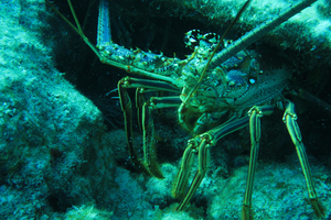 Key Largo June Dive: Sea Turtles, Lobsters & Red Snapper Galore