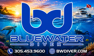 Key Largo Private Charter: Green Sea Turtle & Perfect June Diving