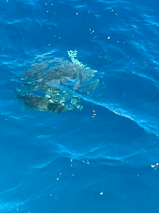 Key Largo March Diving: Green Sea Turtle & Perfect Conditions