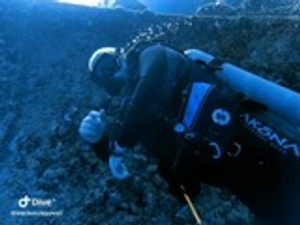 PADI Open Water Cert in Key Largo - Green Sea Turtle Bonus!