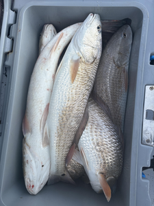 Matagorda Bay Winter Redfish Action - 7-Hour Guided Adventure