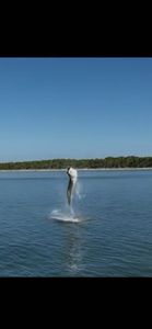 2 Tarpon and 2 Triple