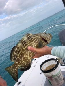 Fishing for Grouper in Islamorada, FL