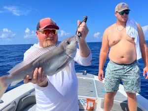 Ocean Whitefish in FL