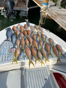 Tuna & Yellow Tail Snapper in Islamorada, FL