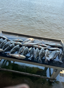 New Orleans Fishing Report 