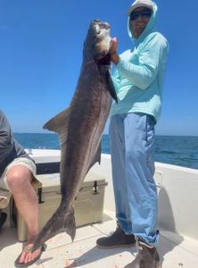 Large Cobia in Oxford, MD