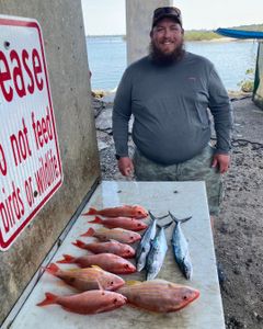 Vermilion snapper, lane snapper, and Spanish macke