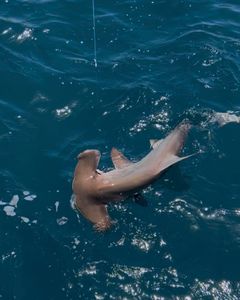 Afternoon Shark Trip Full of Action