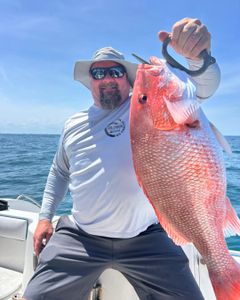 Red Snapper Action on a Productive Afternoon Trip