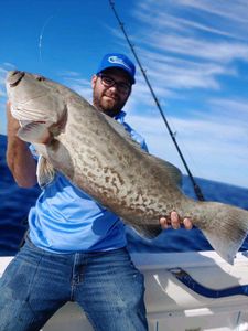 Large Grouper Reeled From Port Orange, FL 
