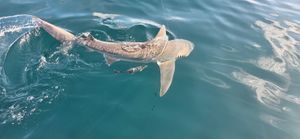 Destin Shark Fishing Charters | Private Gulf Trips