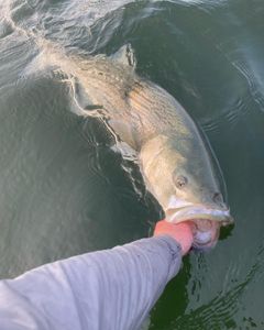 Stripe Bass Fishing