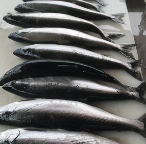 Backcountry Bliss: A Guided Fishing Adventure in Boston, CO