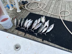 Bonita & Bluefish Fishing