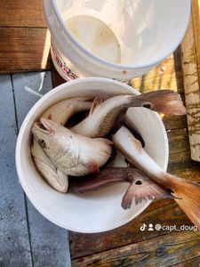 A bucket of Redfish From Texas