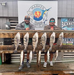 Redfish & Black Drum Biting Well