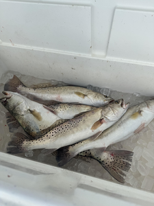 Corpus Christi Speckled Trout - 5-Hour Morning Trip Success!