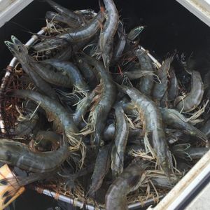 Bucket of Shrimps in North Carolina
