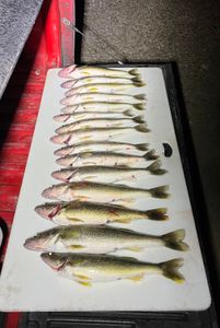 Walleye Fishing Charters In Port Huron Michigan