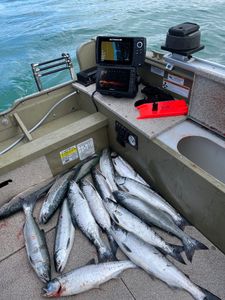 Coho Salmon Fishing In Lexington Michigan