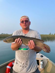 Bowfin Caught On Lake Saint Clair Fishing Charter