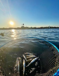 Lake Huron Walleye Fishing Charters