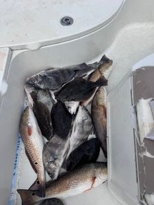 Now Booking June Trips – Lodging & Meals Included! Call 985-768-1656 for Package Details