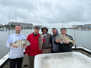 Tog and Sheepshead Action Heating Up on North Carolina Trip