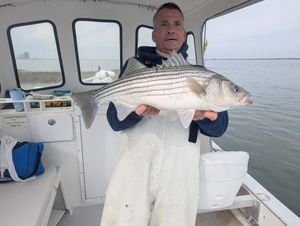 Fluke season open with steady bass and fluke bite
