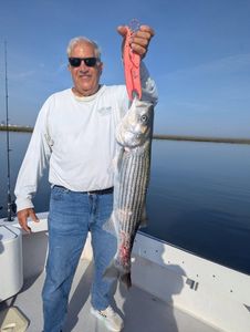 Morning bay fishing with striped bass and fluke action