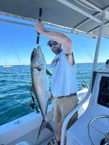 Wild Jack Crevalle Morning Action