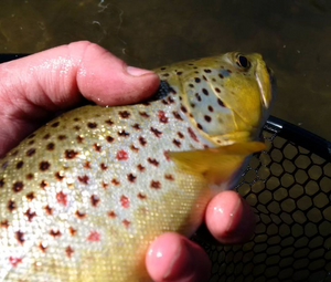 Top 5 Trout Fishing Spots On Lake Ontario