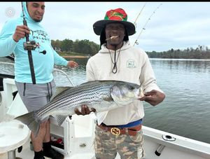 Striped Bass Fishing Season Is On