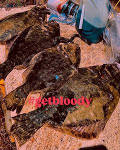 Flounder Action Right Beside the Boat