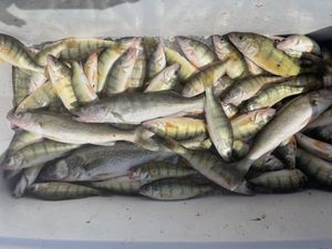 Walleye And Perch Haul In Lake Erie