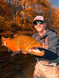 Book Your 2025 Fall Steelhead Adventure on Lake Erie Streams