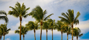 Things To Do In Florida