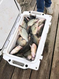 Crappie Fishing Adventures: Oklahoma's Finest