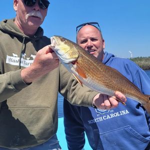 A Nice Crystal River Redfish 