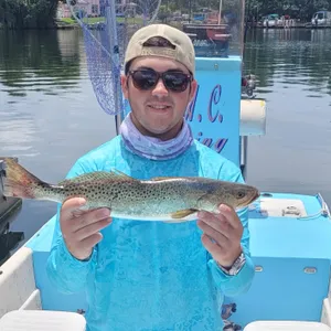 Crystal River Sea Trout