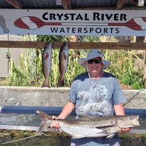 Trophy Cobia out of Crystal River Florida