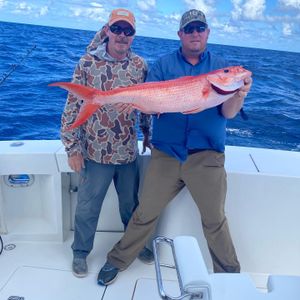 Deep Water Queen Snapper Action